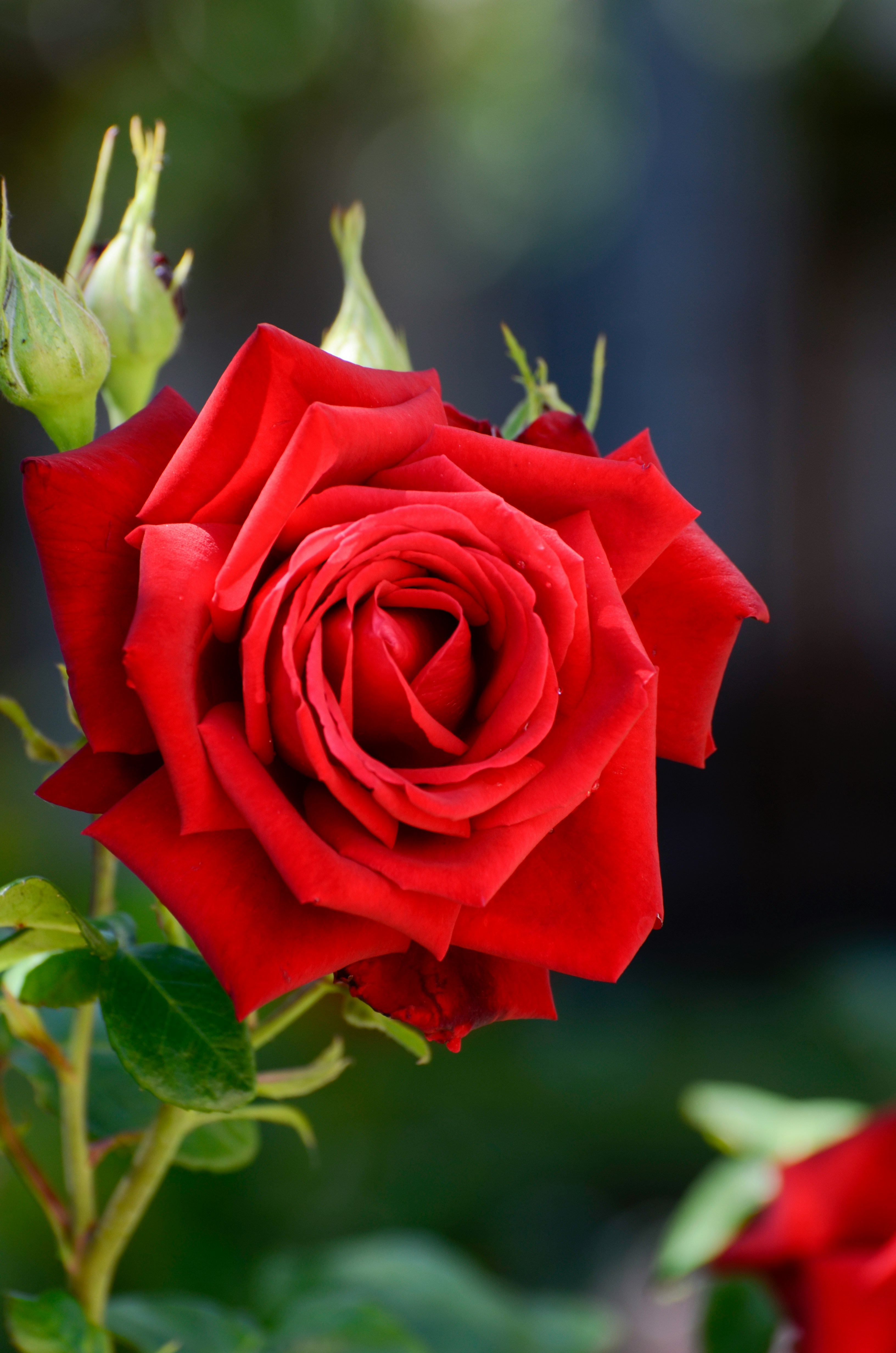 Red rose in bloom in the garden