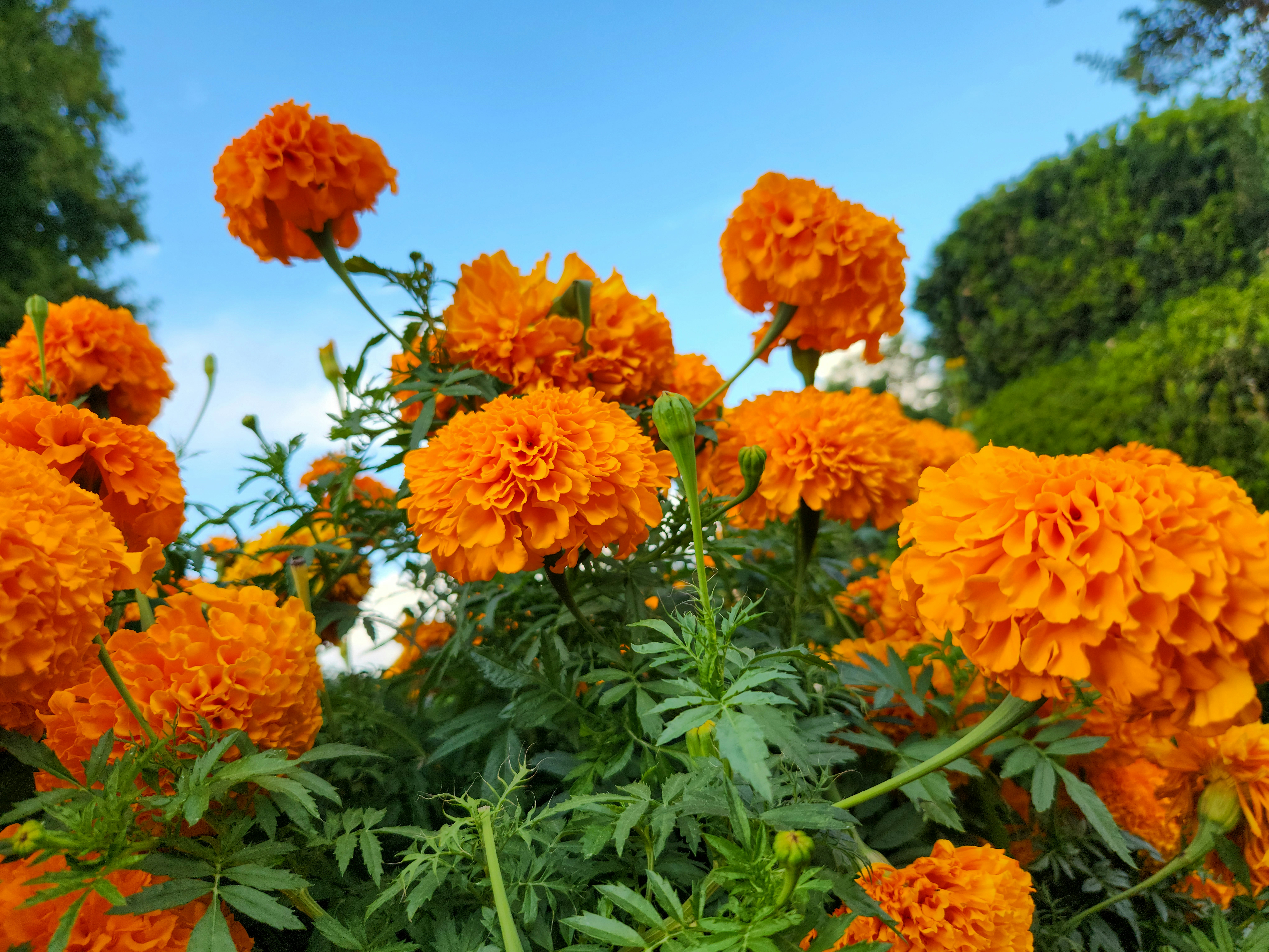 Bright orange marigold flowers growing in a garden bed