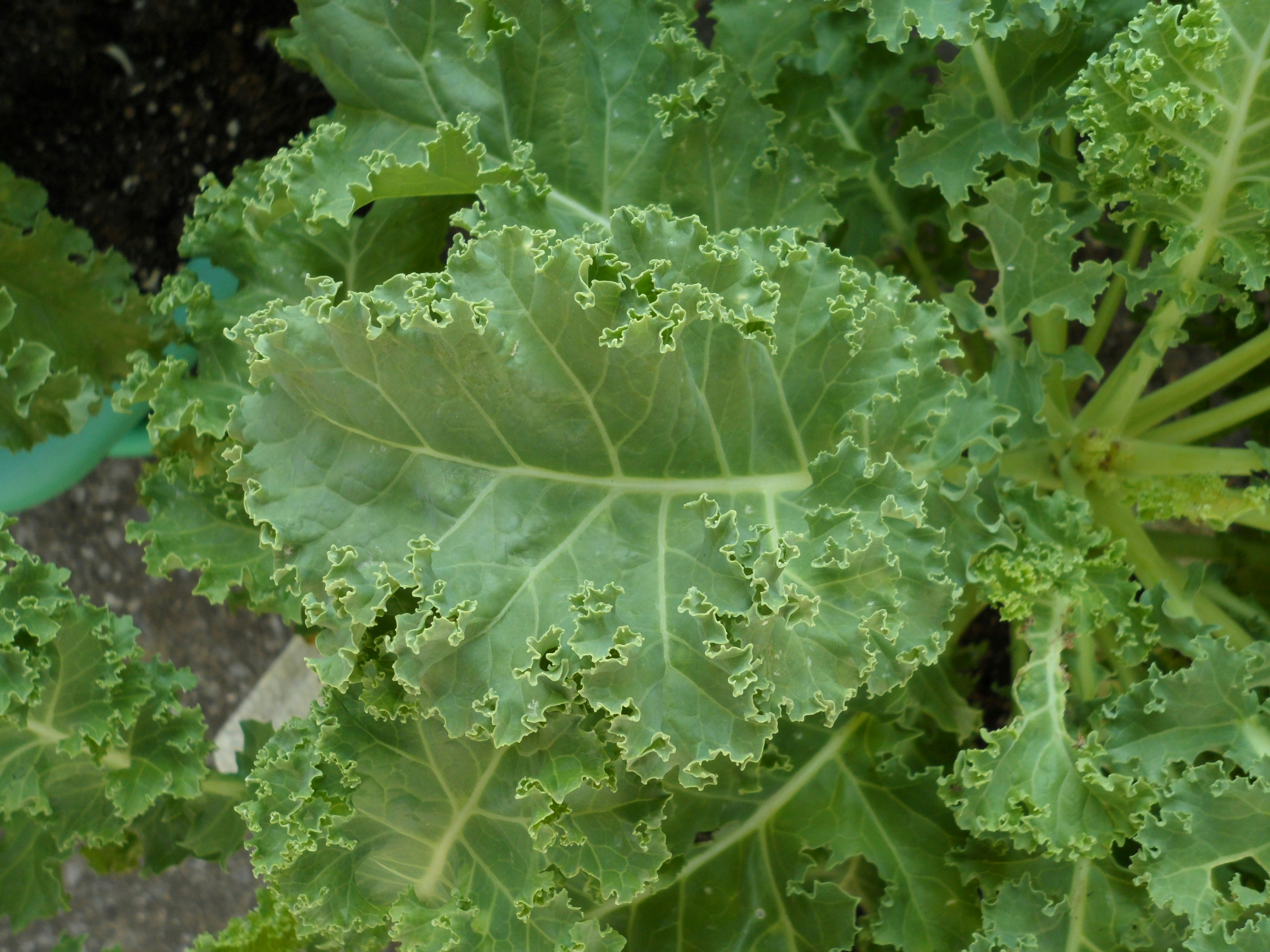 Green kale leaves growing in the garden