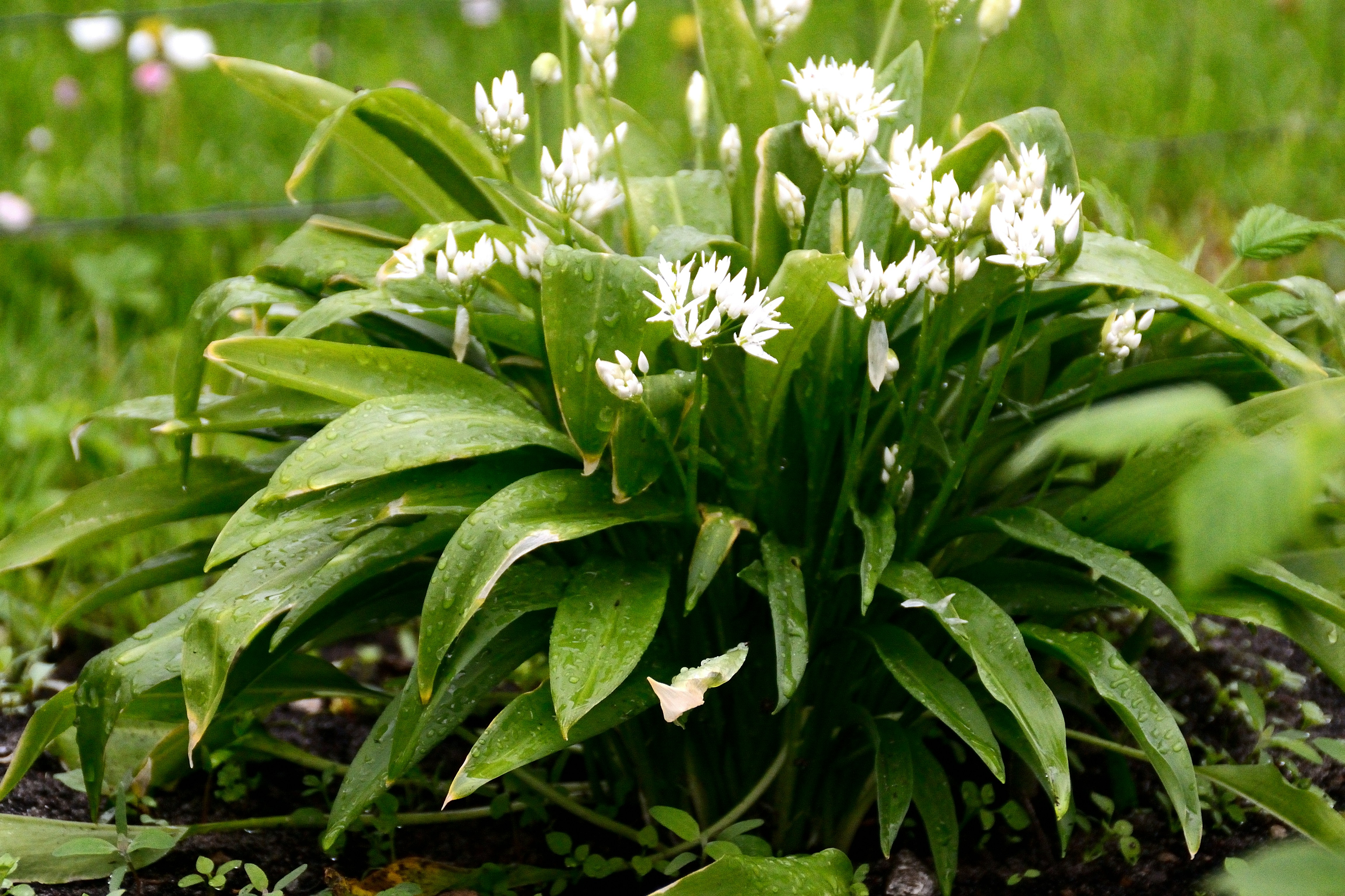 Garlic plant with white blossoms and green leaves