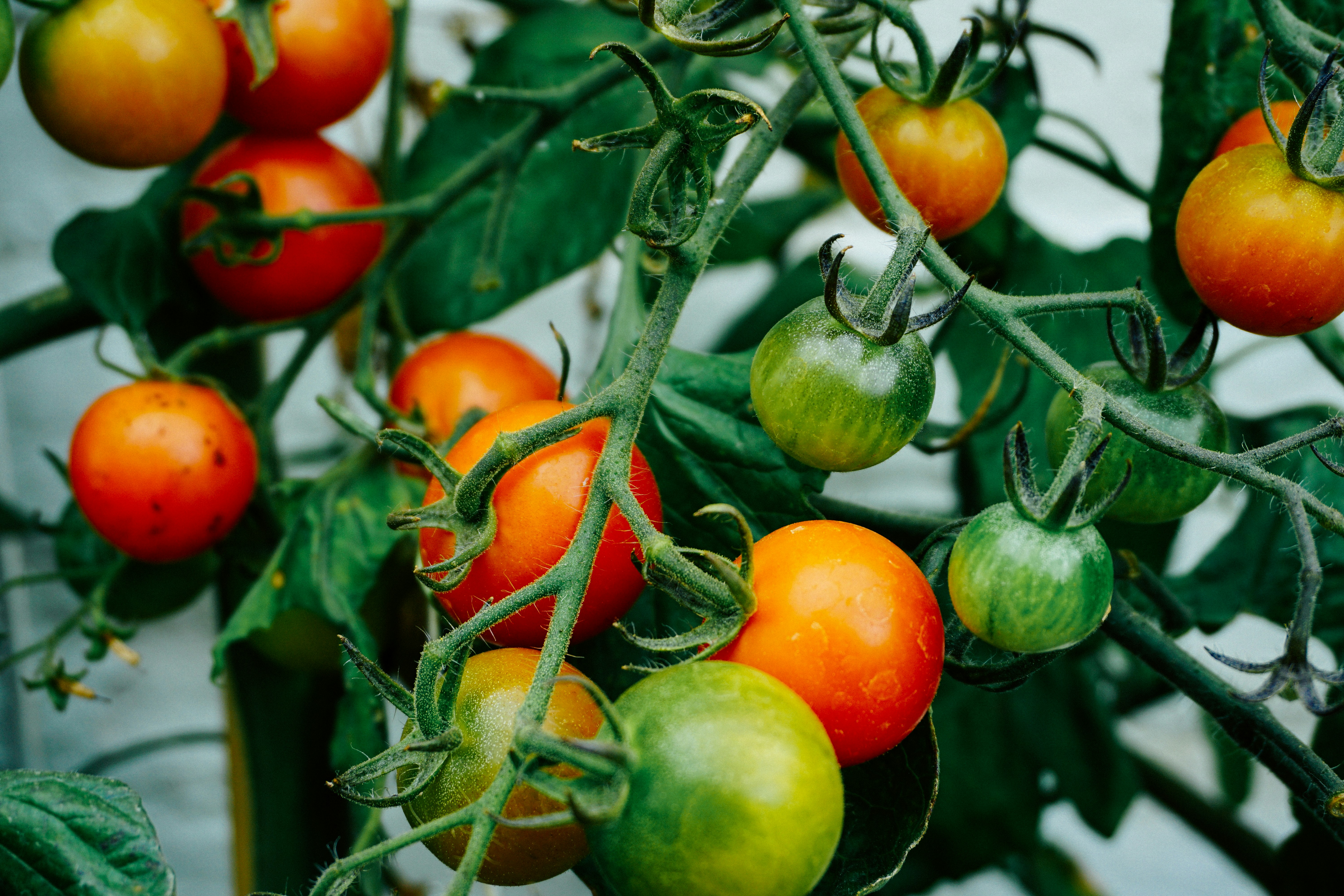 Ripe tomatoes hanging on the vine