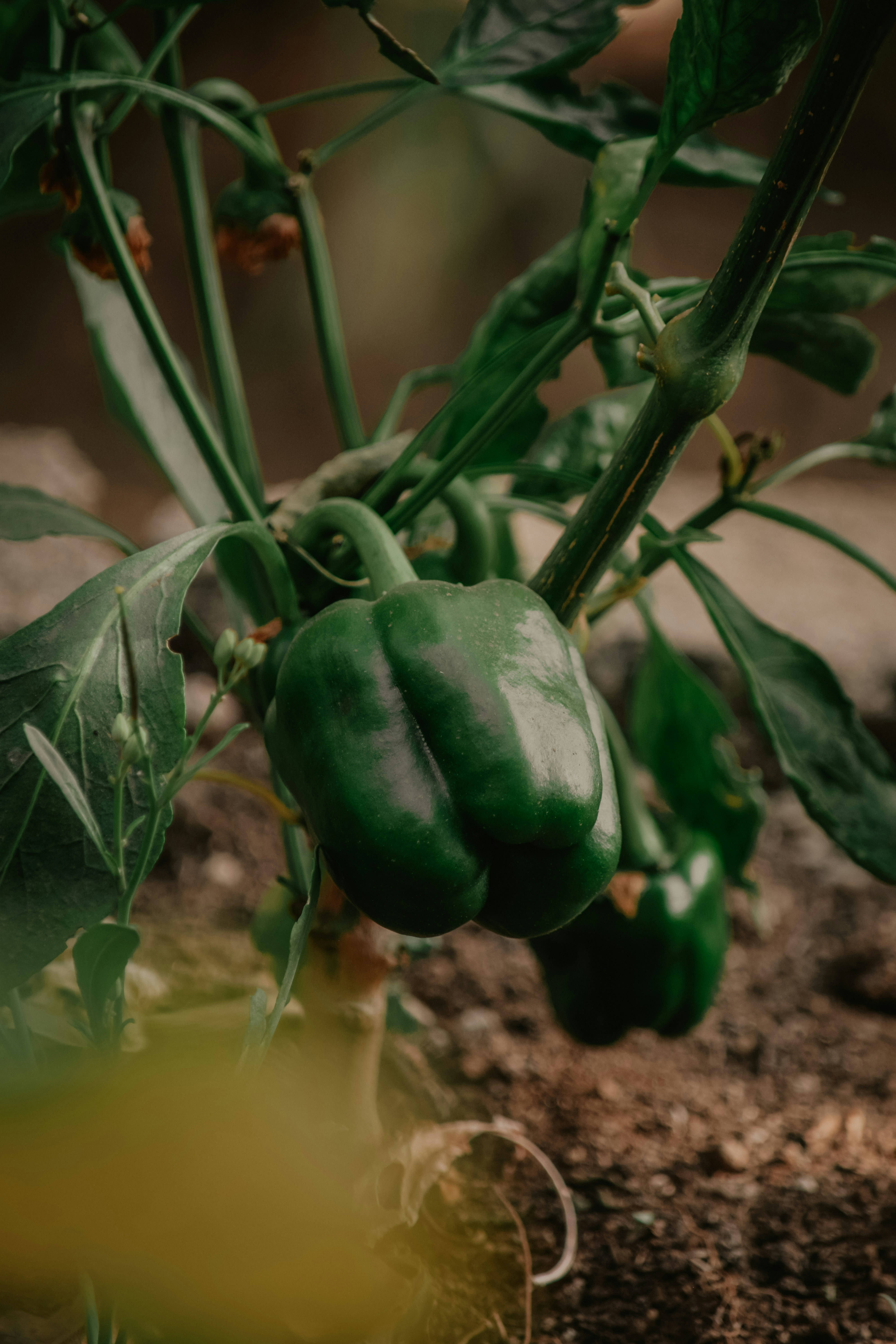 Green bell peppers growing on a plant in the garden
