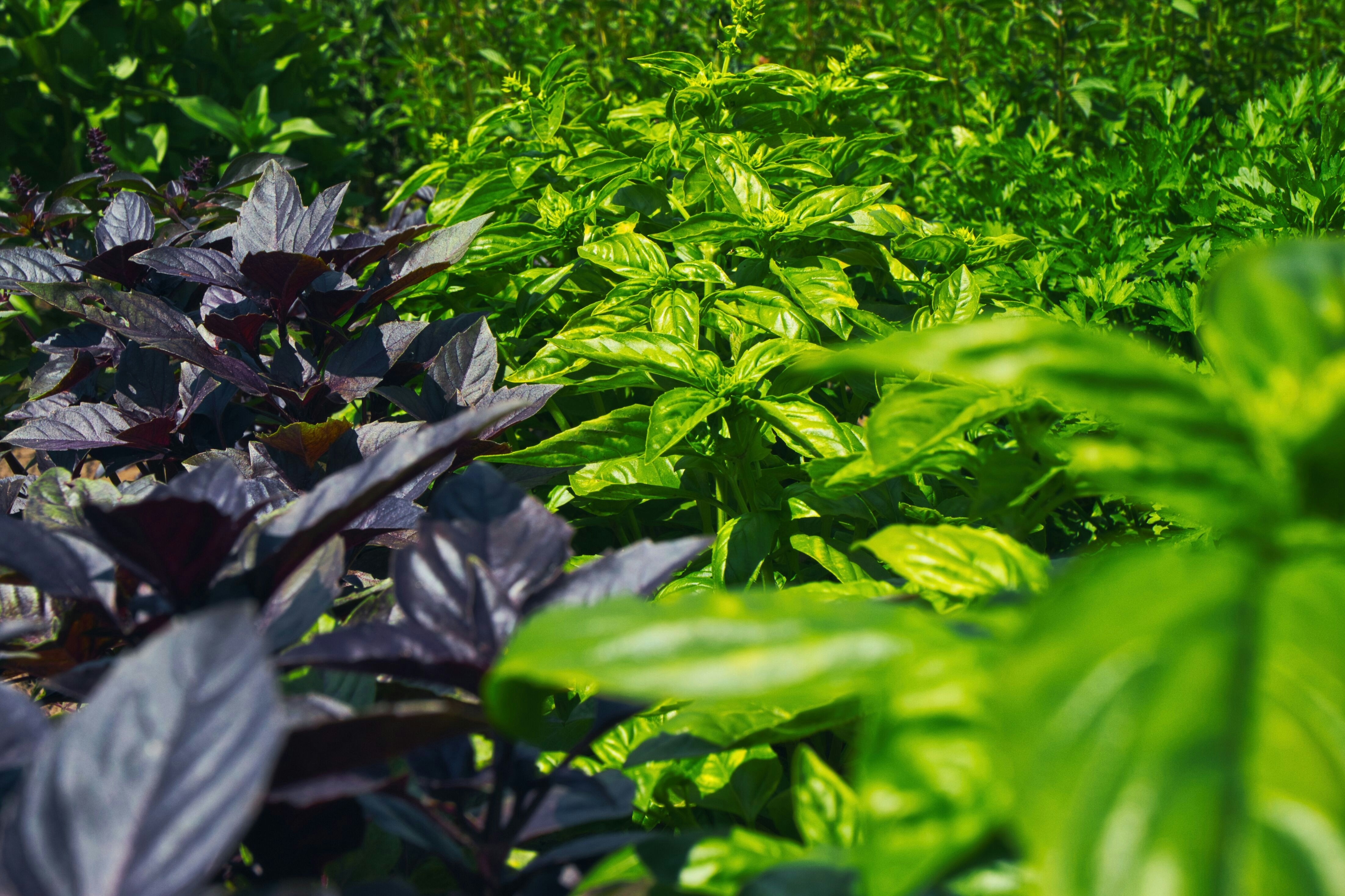 Rows of fresh green and purple basil plants growing in the garden