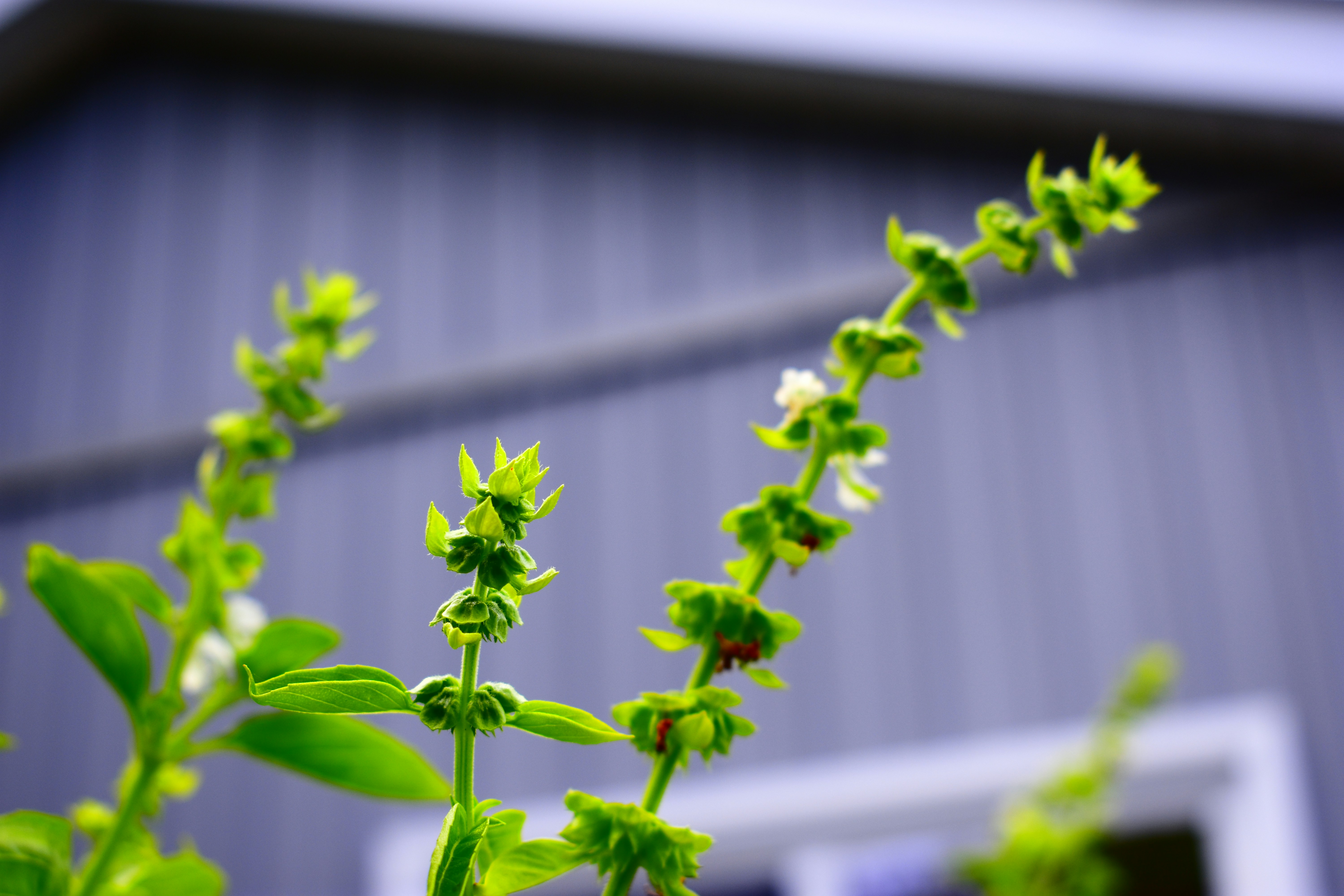 Green basil plant with tiny white flowers blooming