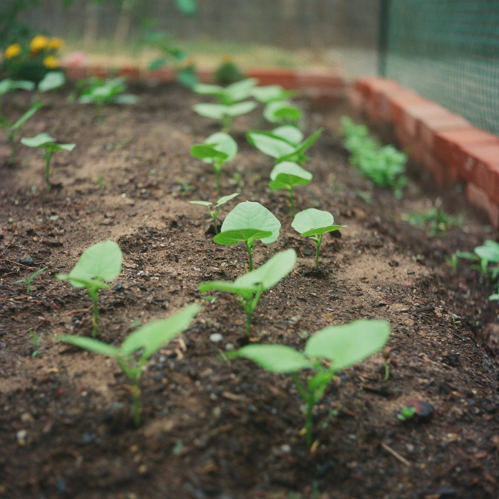 Vegetable garden bed with growing veggies
