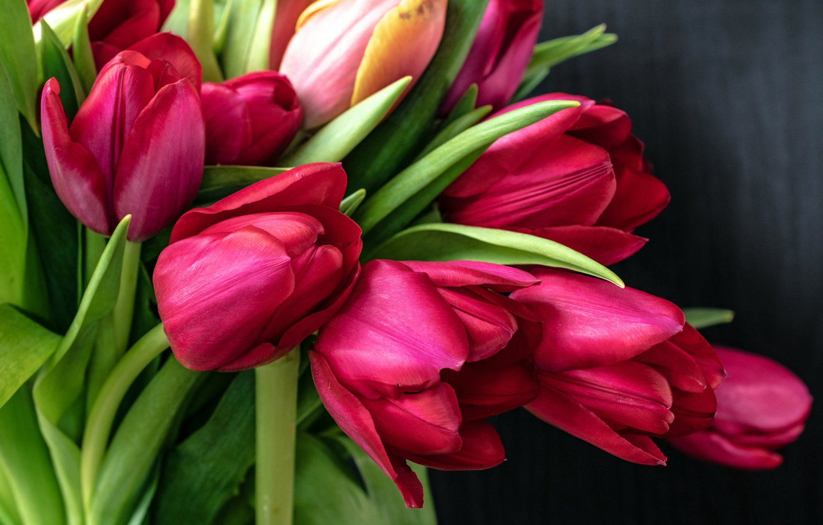 Hot pink tulips